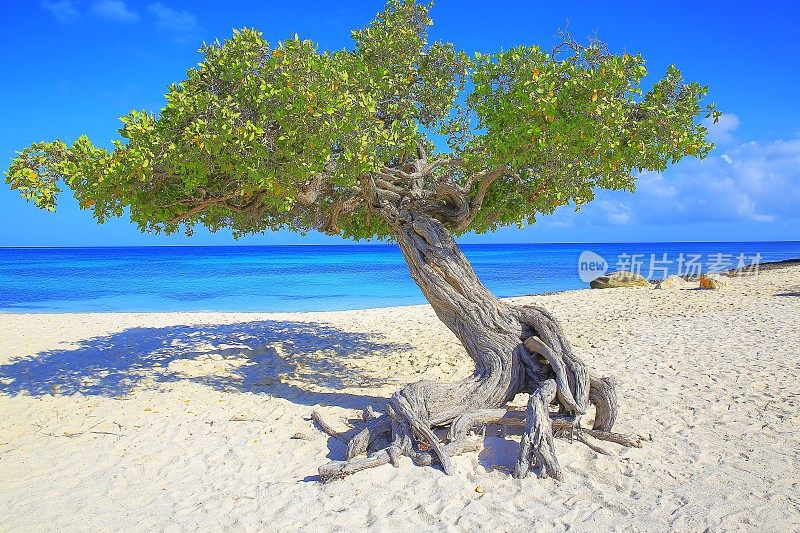 在阿鲁巴田园诗般的热带海滩与孤独的Divi Divi热带树，阳光蓝绿色泻湖，夏天的天堂，阿鲁巴-荷属安的列斯群岛，加勒比海蓝色的海